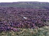  - Chasse à la Grouse en Angleterre