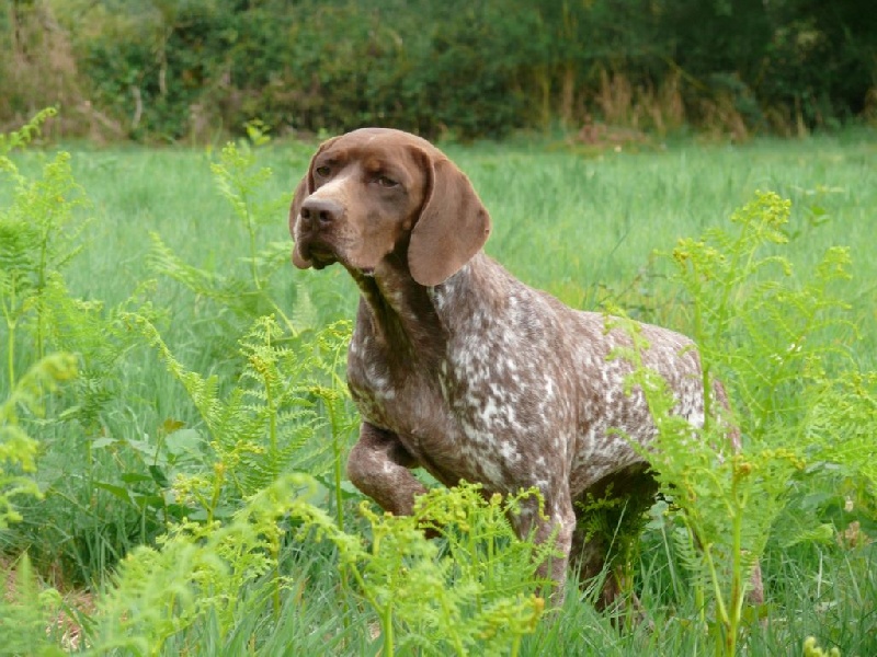 TR. CH. Goldie de La Balingue