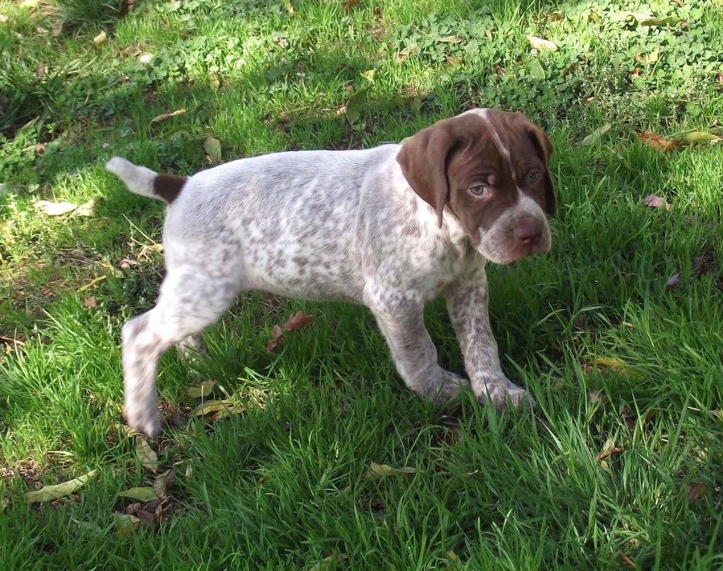 de La Balingue - Braque français, type Pyrenees (petite taille) - Portée née le 21/08/2017