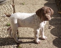 CHIOT