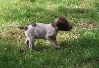 CHIOT