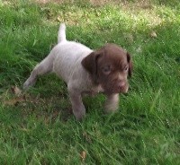 CHIOT