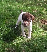 CHIOT